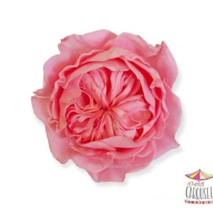 davidaustinpinkedibleflower