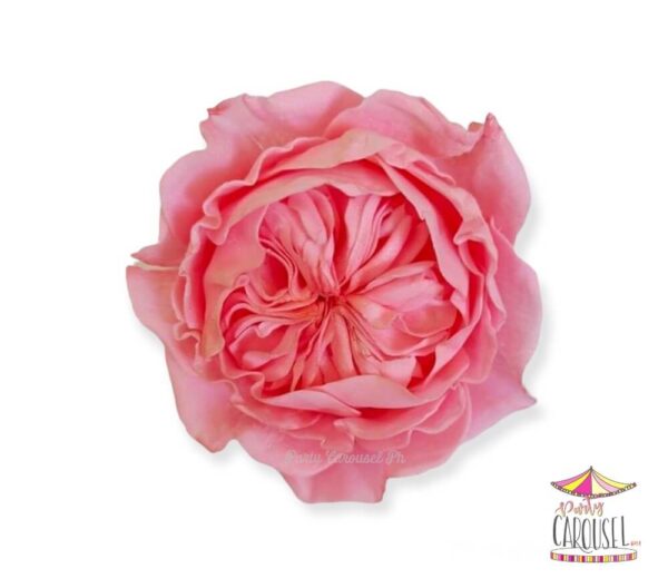 davidaustinpinkedibleflower