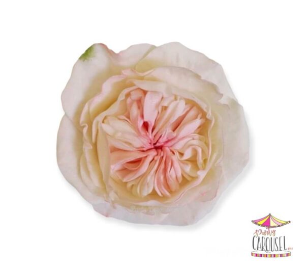 davidaustinwhiteedibleflower