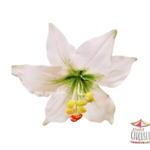 lilywhite