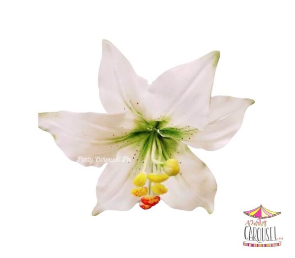 lilywhite